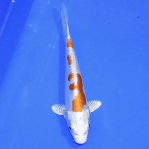 16cm Hariwake Koi PREMIUM QUALITY KOI FOR SALE (Au1)