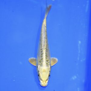 16cm Aragoke Yamabuki Ogon Koi PREMIUM QUALITY KOI FOR SALE (Au10)
