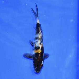 16cm Showa Koi PREMIUM QUALITY KOI FOR SALE (Au8)