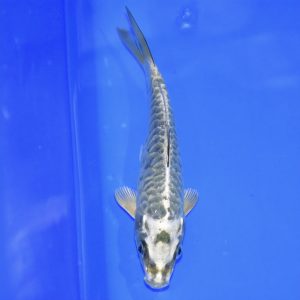 16cm Aragoke matsuba Koi PREMIUM QUALITY KOI FOR SALE (Au7)