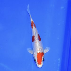 16cm Kikusui Koi PREMIUM QUALITY KOI FOR SALE (Au5)