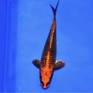 16cm Aka Matsuba Koi PREMIUM QUALITY KOI FOR SALE (Au6)