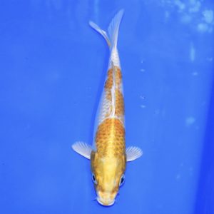 16cm Hariwake Koi PREMIUM QUALITY KOI FOR SALE (Au4)