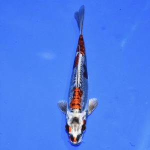 16cm Beni Kikokuryu Koi PREMIUM QUALITY KOI FOR SALE (Au3)