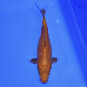 16cm Aragoke Chagoi Koi PREMIUM QUALITY KOI FOR SALE (Au9)
