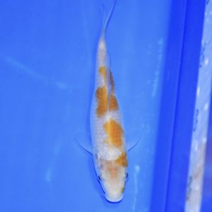 16cm Mango Ochiba shigure Koi PREMIUM QUALITY KOI FOR SALE (Au2)